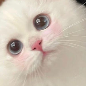 Meet your Posher, Paige